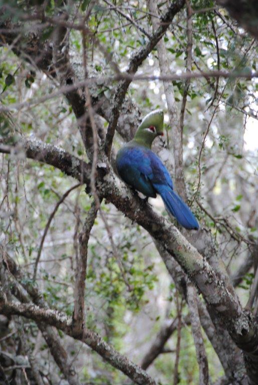 Knysna turaco at Kariega