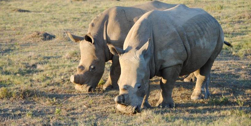 rhino-annlewinsky-2015.jpg