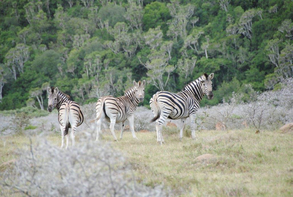 Zebra on safari