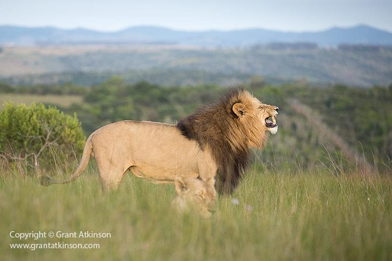 Lion at Kariega Game Reserve