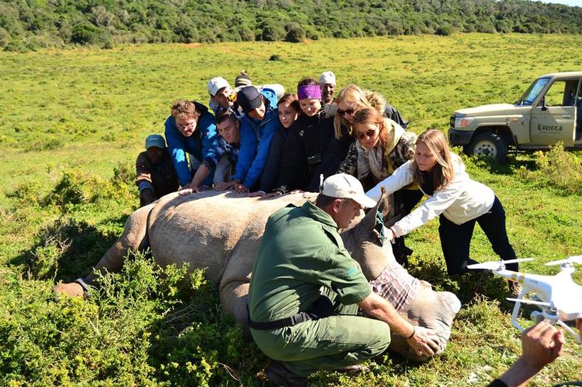 dehorning rhino at kariega.jpg