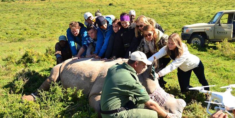 dehorning rhino at kariega.jpg