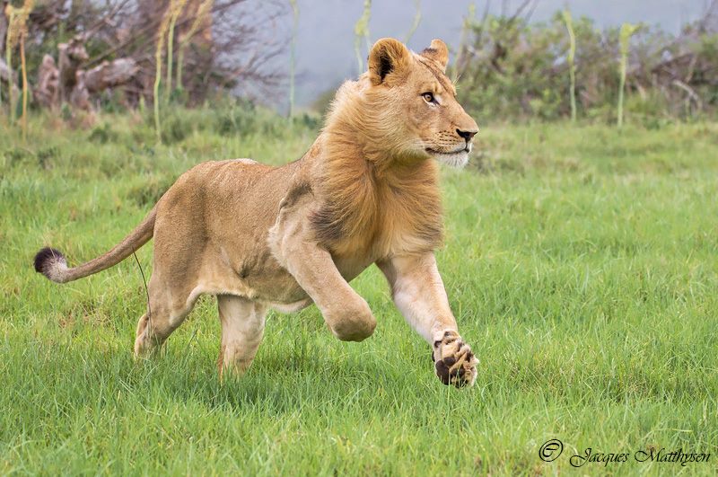 Lion hunting at Kariega