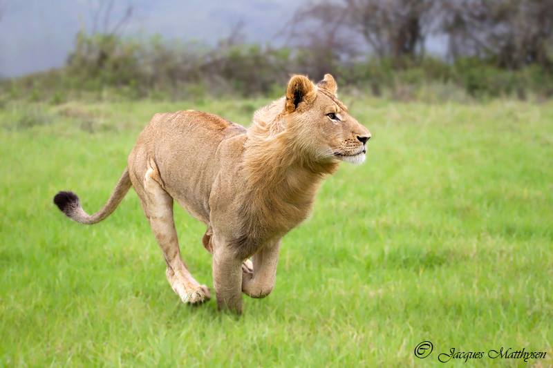 Lion hunting at Kariega