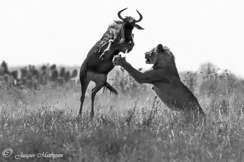 Lion hunting at Kariega