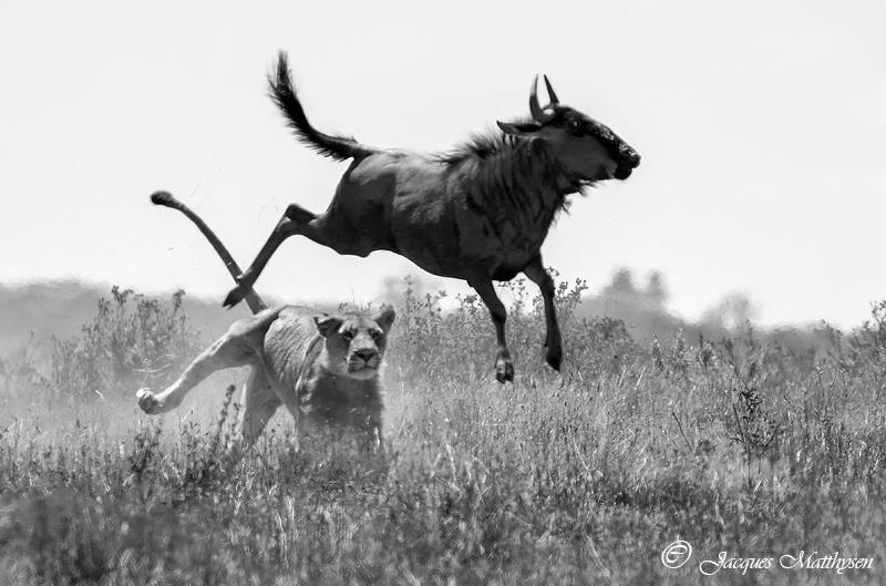 Lion hunting at Kariega