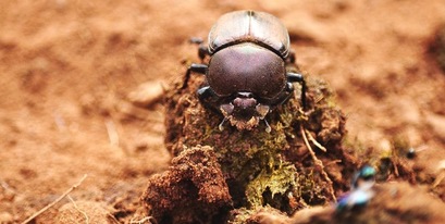 dung-beetle-on-ball.jpg