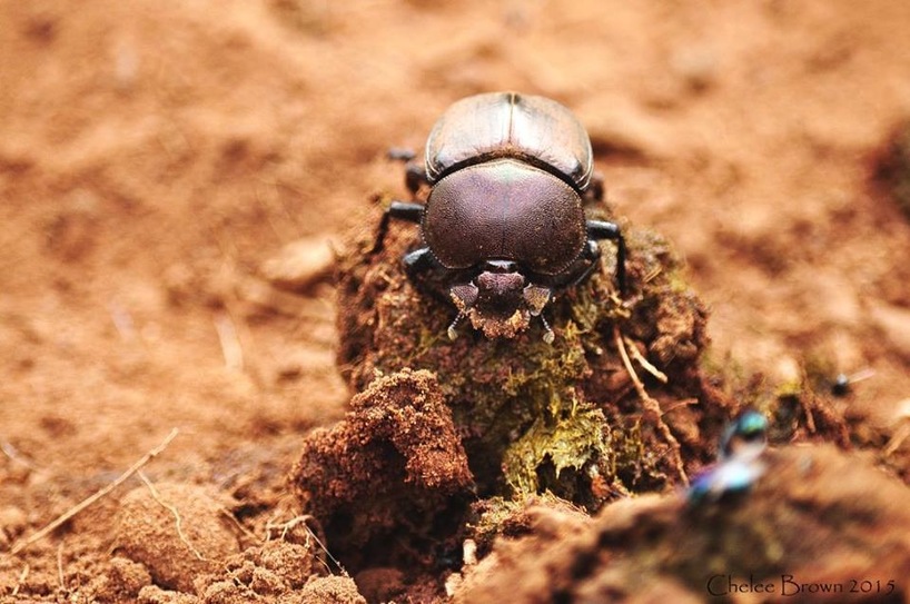 dung-beetle-on-ball.jpg