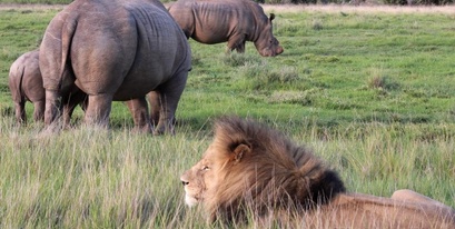lion-meets-rhino.jpg