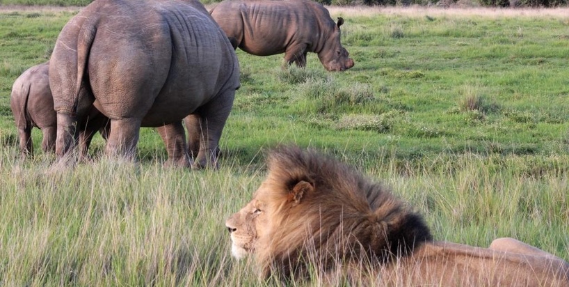 lion-meets-rhino.jpg