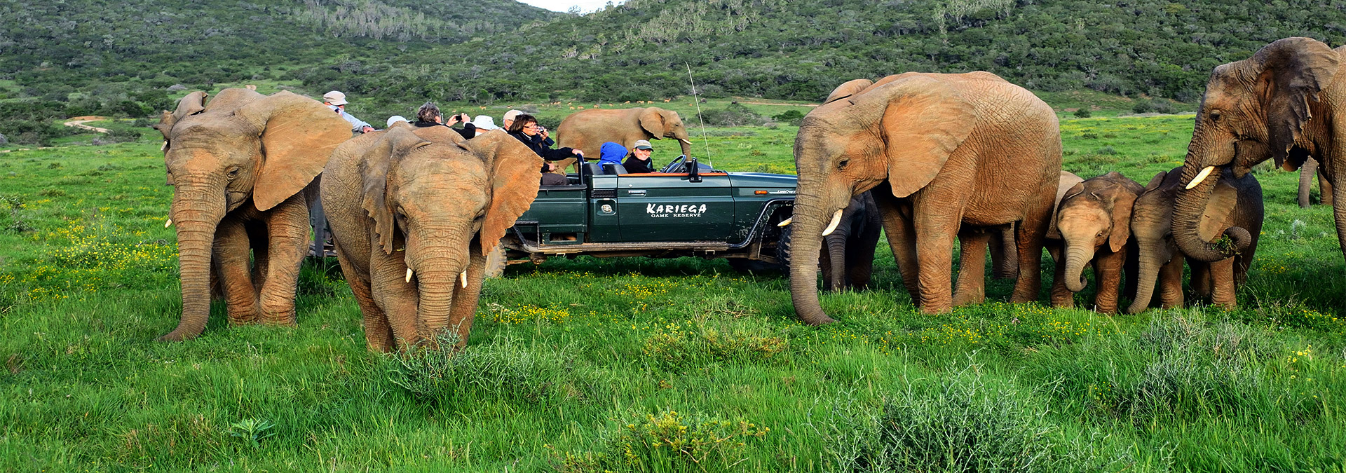 Elephants