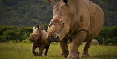 Kariega-Thandi-calf-2March15-AGoody-1.jpg