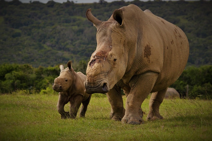 Kariega-Thandi-calf-2March15-AGoody-1.jpg