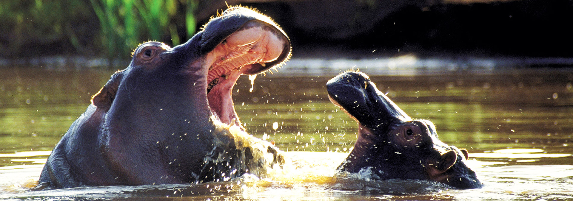 Hippo in Water on Daytime Safari
