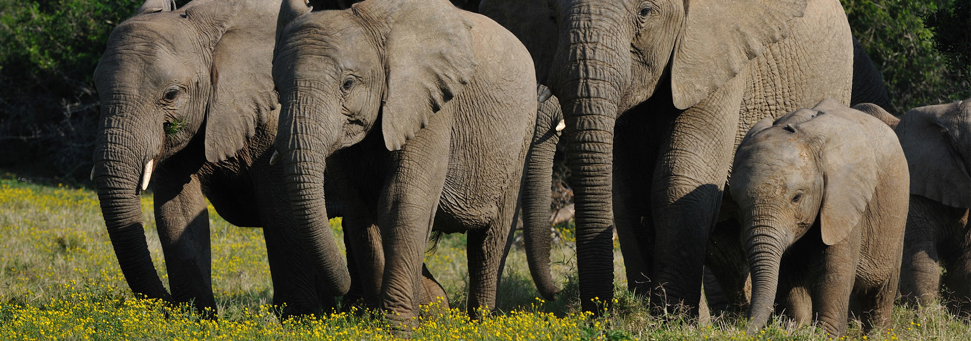 Group-of-elephants-NEW.jpg