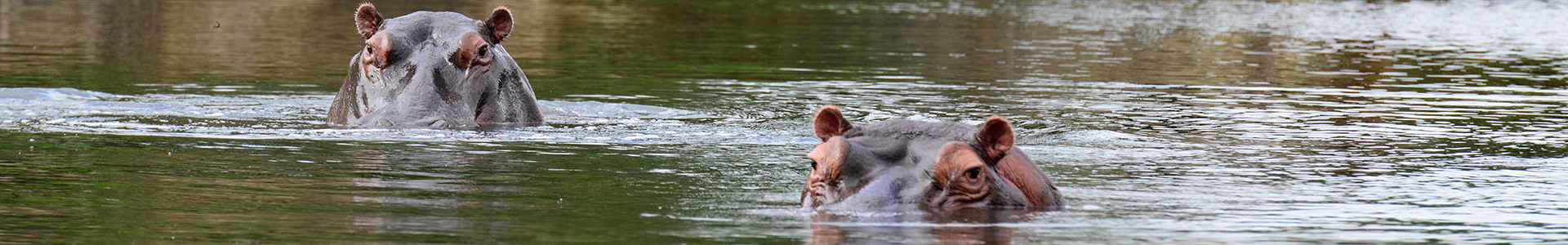 Hippos-small.jpg