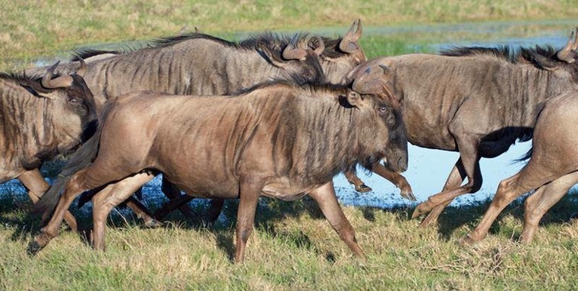 wildebeest-on-the-move.jpg