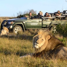 Kariega Eastern Cape Lions Sighting 01