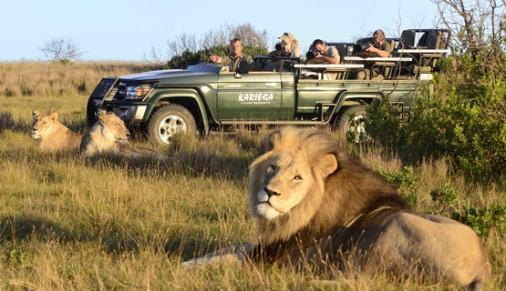 Kariega Eastern Cape Lions Sighting 01