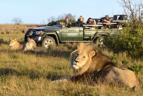 Kariega Eastern Cape Lions Sighting 01