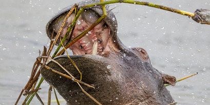 hippo-surfacing 2015.jpg