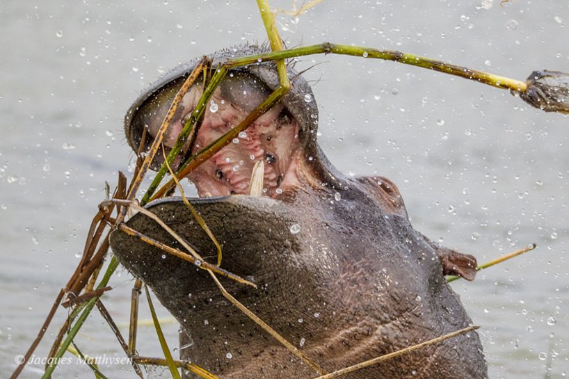 hippo-surfacing 2015.jpg