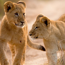 Lion-cubs-replace.jpg Lion-cubs-replace.jpg