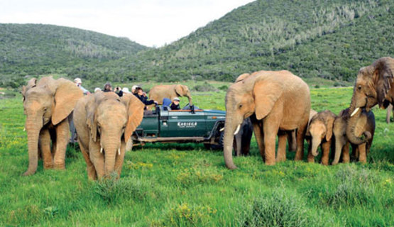 kariega-game-reserve-elephant-herd-480.jpg