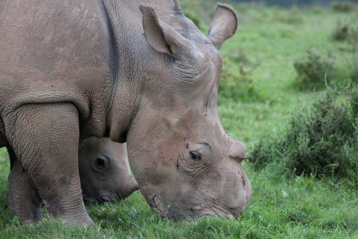 Rhino Thandi and Thembi