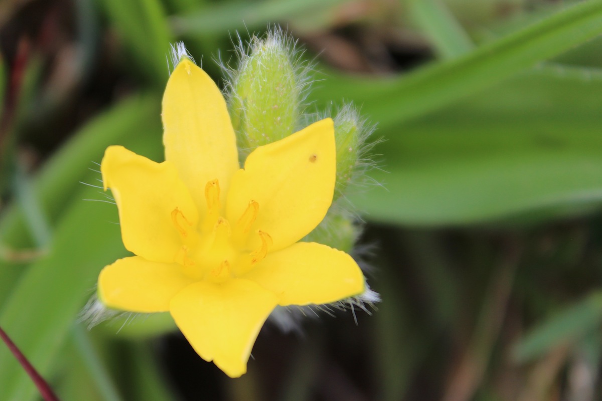 Eastern Cape spring flower yellow