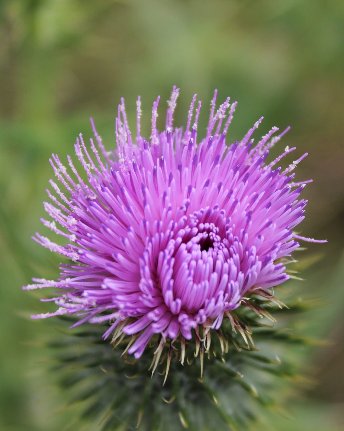 Eastern Cape spring flower purple