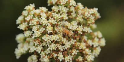 spring-flower-spider.JPG