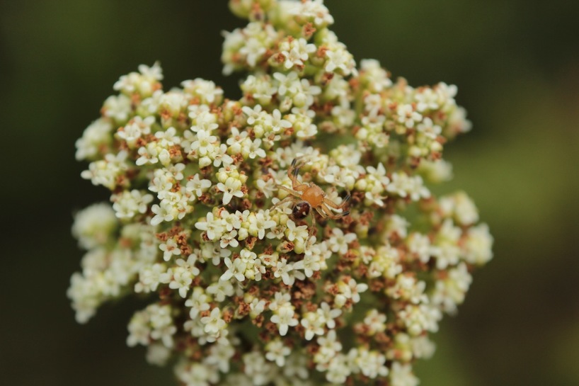 spring-flower-spider.JPG