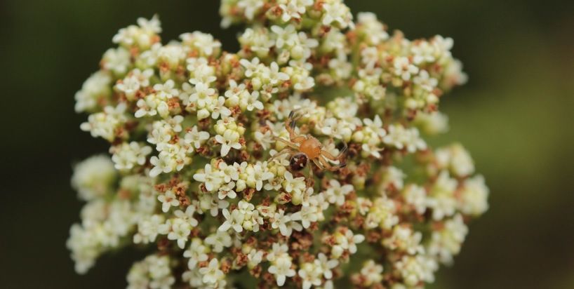 spring-flower-spider.JPG