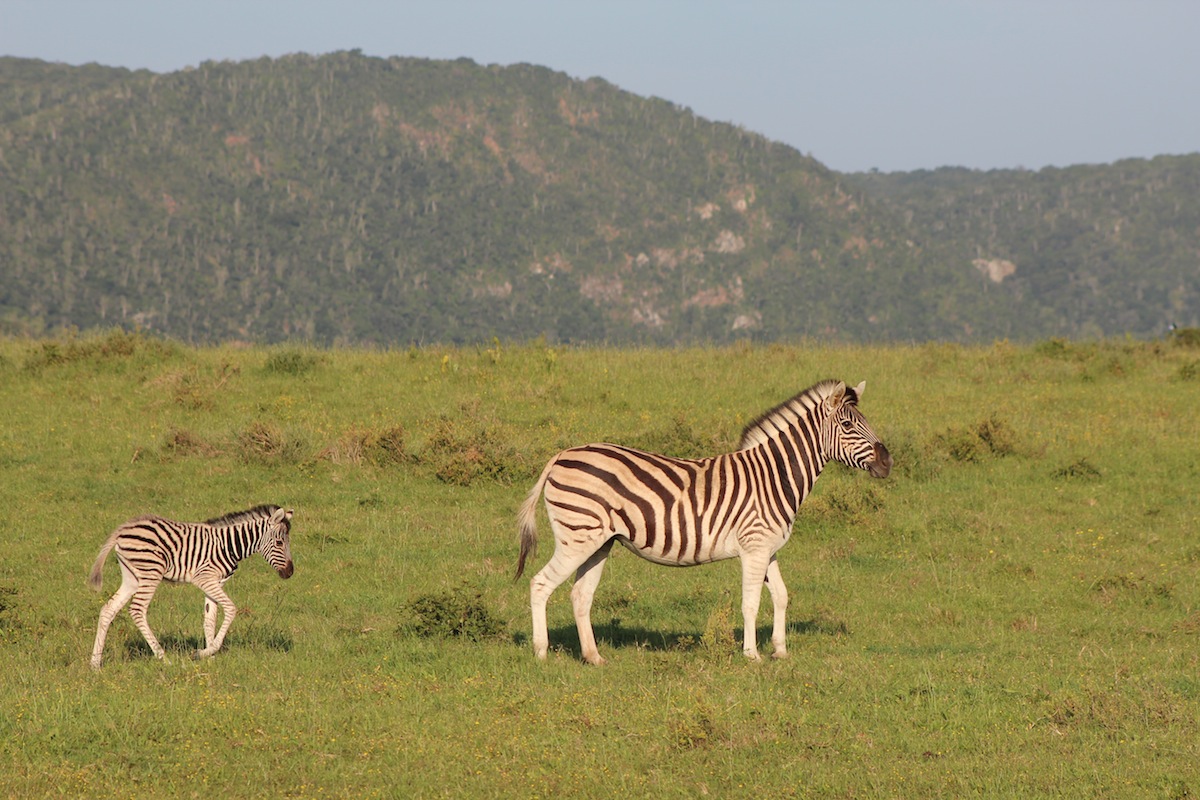 Zebra Baby at Kariega Game Reserve