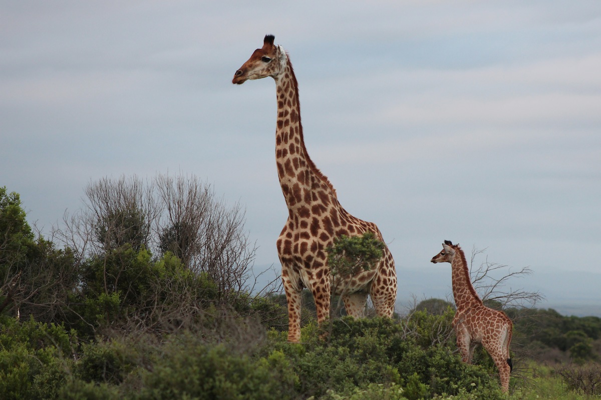 Giraffe Baby at Kariega Game Reserve