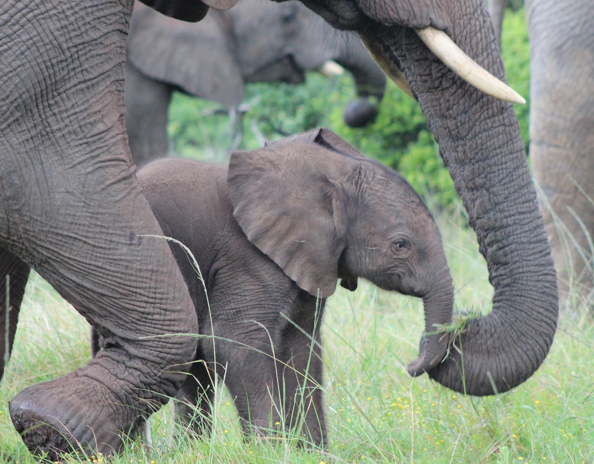 Best South African Safari Sighting of Baby Elephant