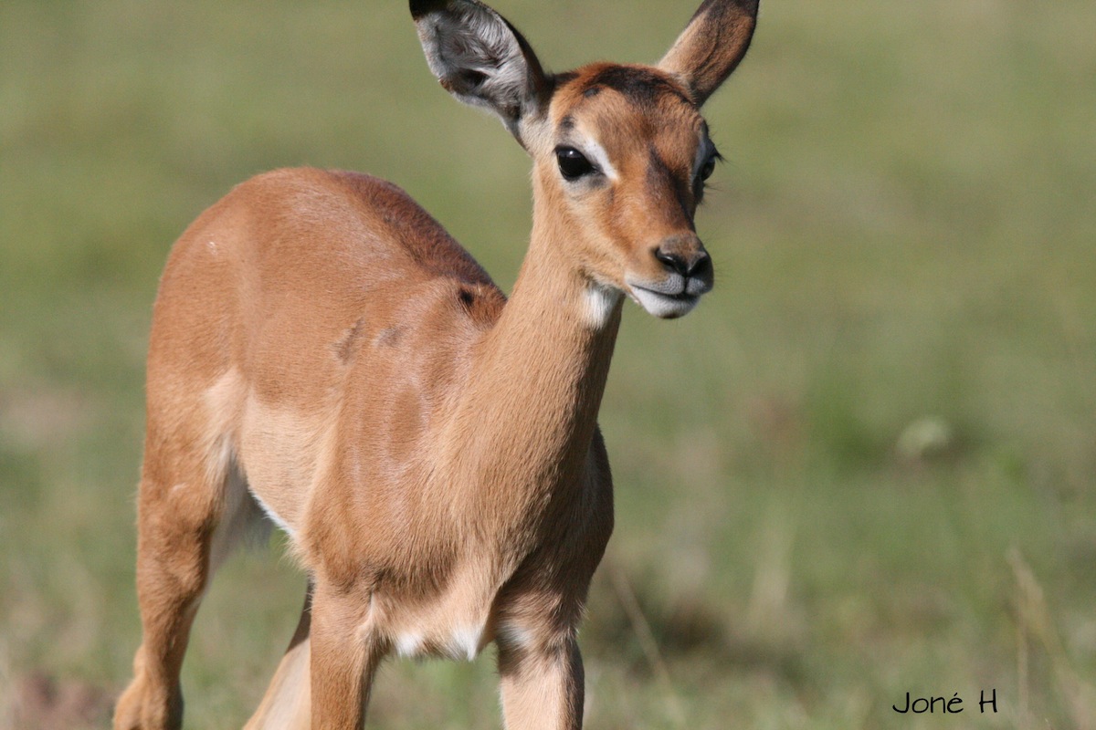 Impala Baby Kariega Game Reserve