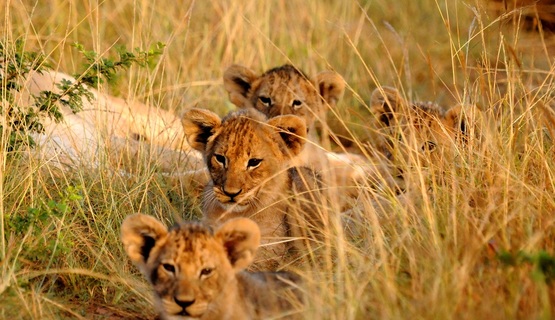 Kariega Safari Eastern Cape Lions Cubs in Grass