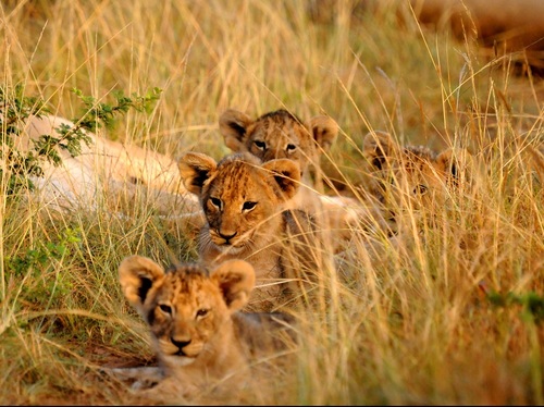 Kariega Safari Eastern Cape Lions Cubs in Grass