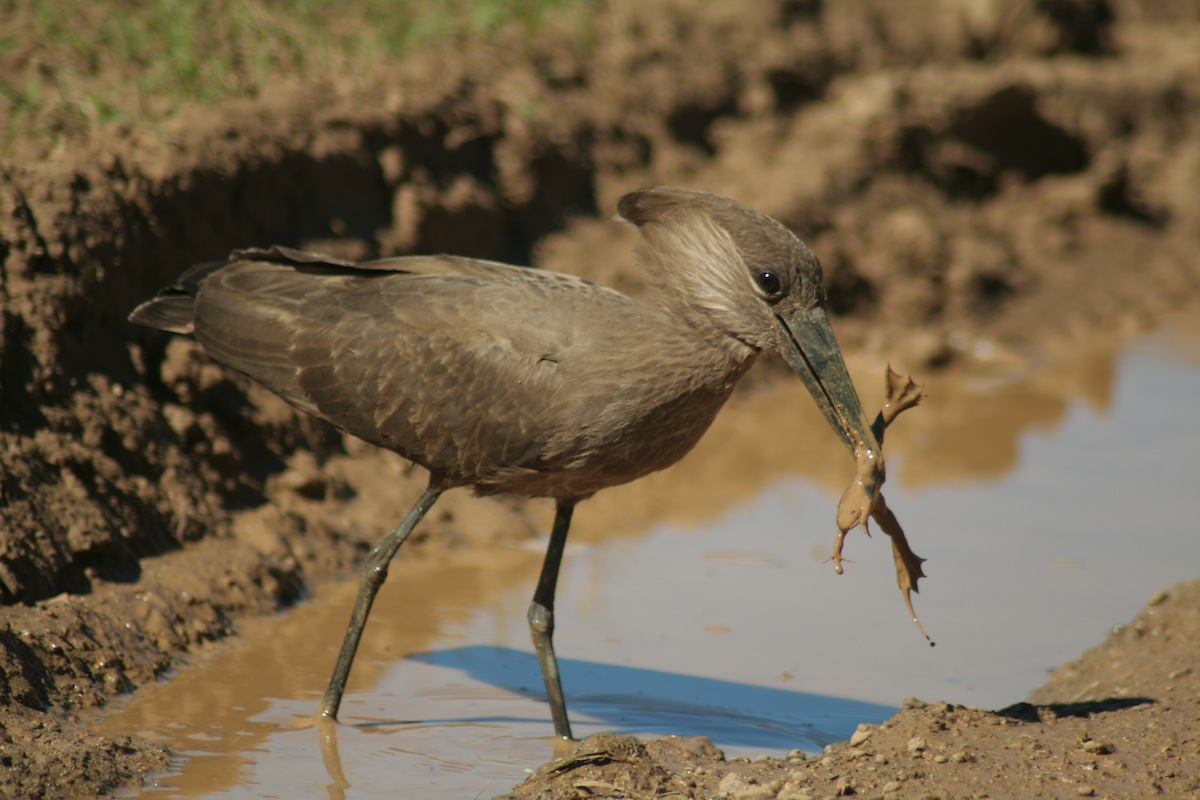 hamerkop-catches-frog