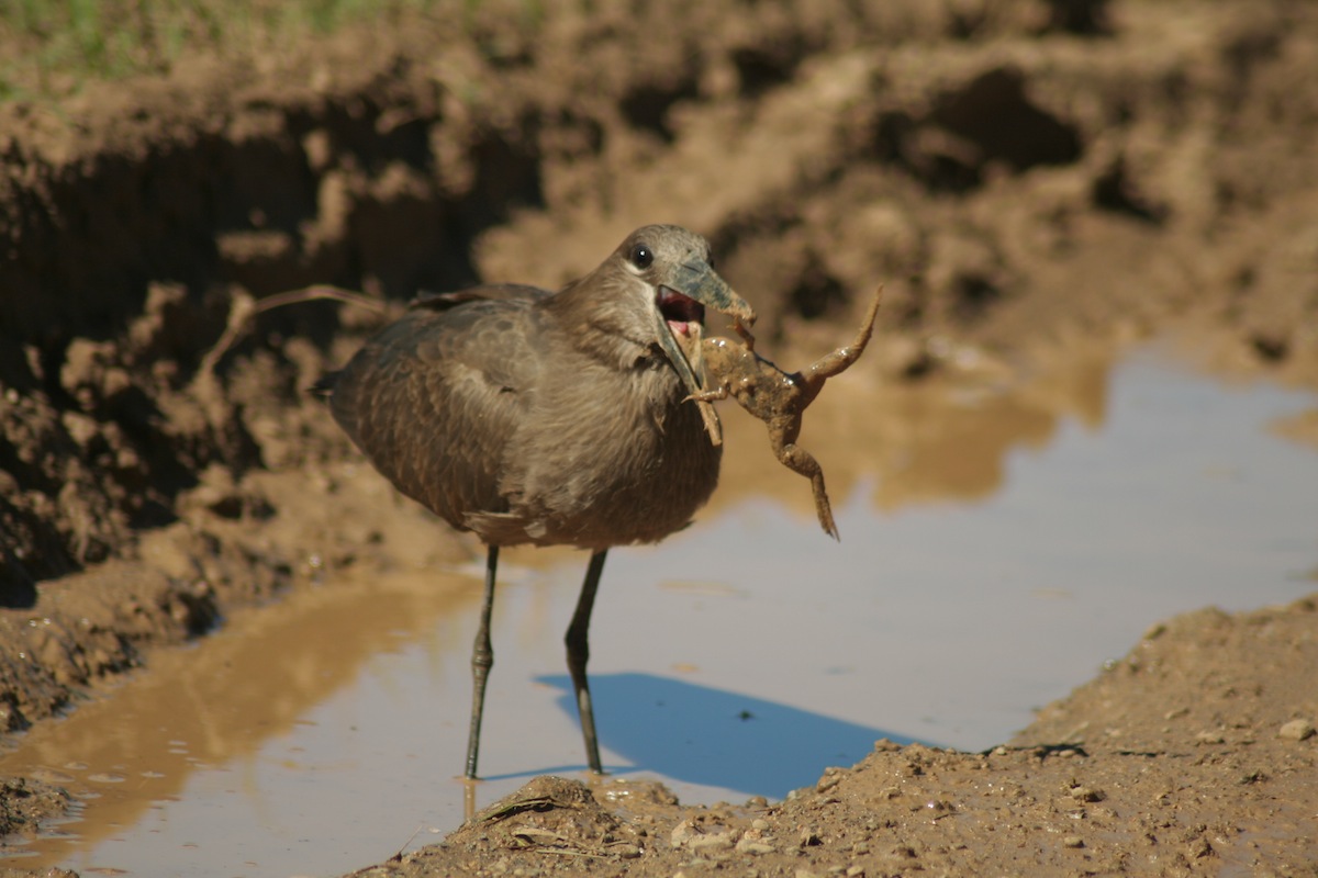 hamerkop and frog at bushmans river