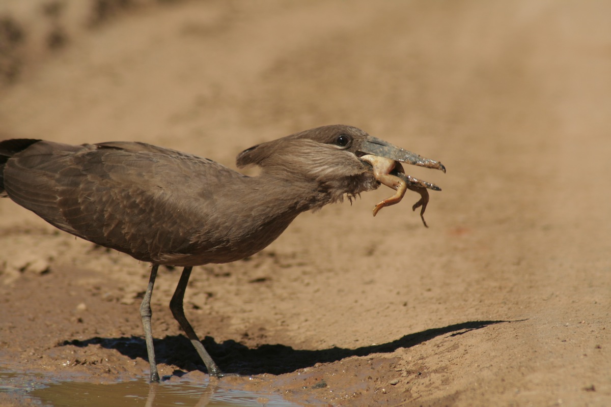 hamerkop eats frog whole at bushmans river