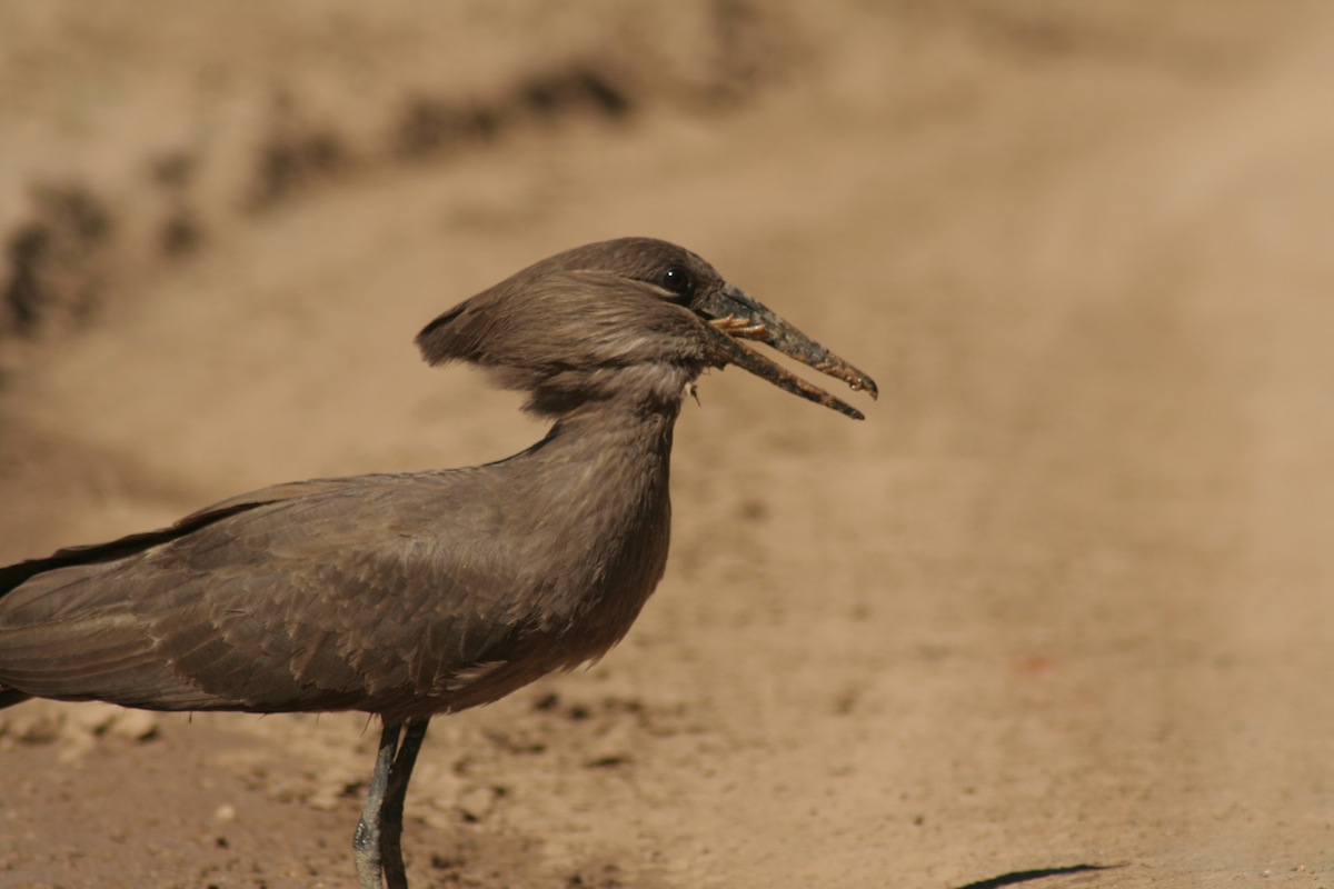 hamerkop eats frog at bushmans river