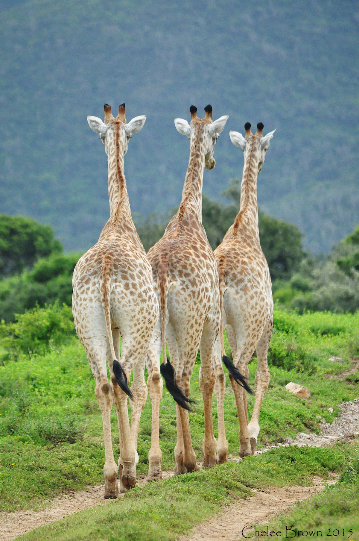 Journey Giraffe Kariega