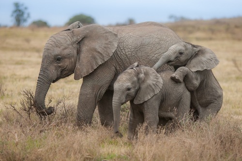 Kariega Eastern Cape Game Reserve Elephants