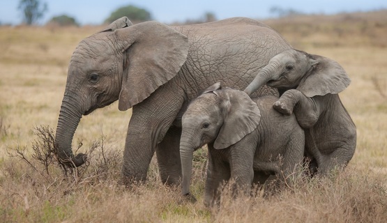 Kariega Eastern Cape Game Reserve Elephants