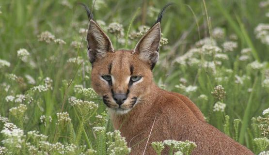 Kariega Eastern Cape Caracal in Bush