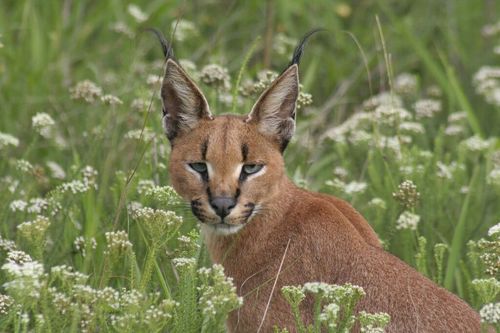 Kariega Eastern Cape Caracal in Bush