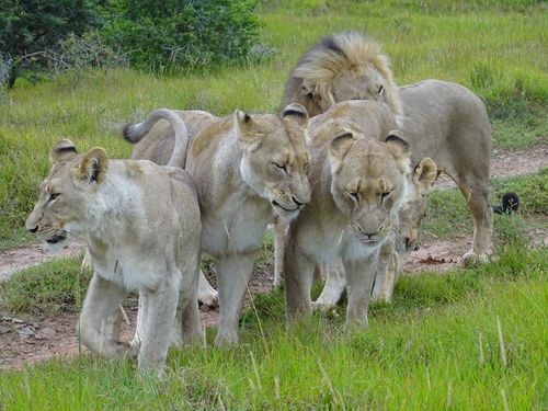 Kariega Game Reserve Pride of Lions